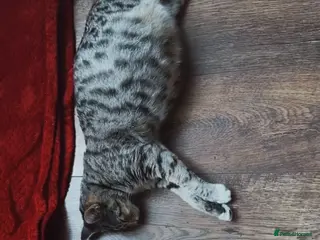 Mixed Breed cats Mixed breed (Bengal/Mainecoon/tabby) - Advert 20