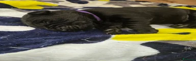 Labrador Retriever Puppy 4