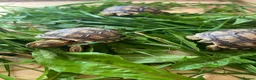 Tortoise reptiles for sale: Sulcata tortoise babies  - Advert 3