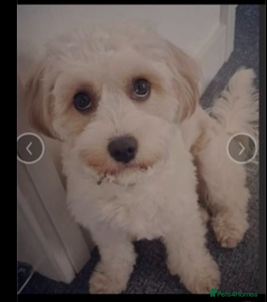 Cavapoo dogs Maisey - Advert 1