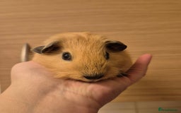 Guinea Pig rodents for sale: 1 Stunning baby Californian Boar for sale🏡 - Image 4