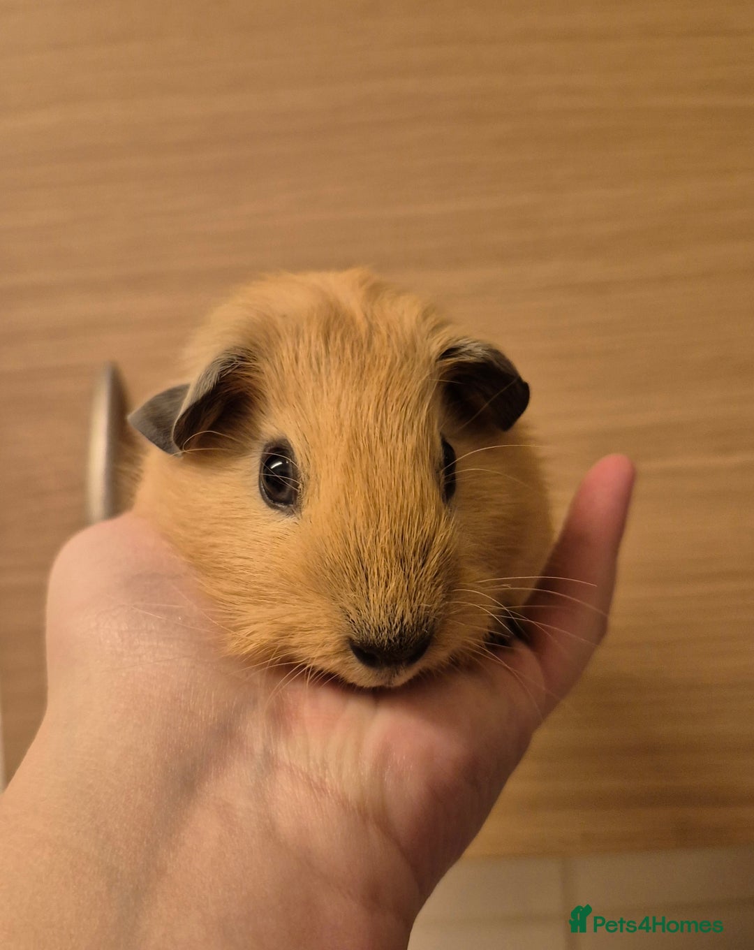 Guinea Pig rodents for sale: 1 Stunning baby Californian Boar for sale🏡 - Image 4