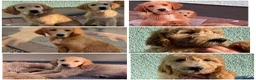 Goldendoodle dogs for sale: Ready- Fully Vaccinated Goldendoodle puppy’s  - Advert 1