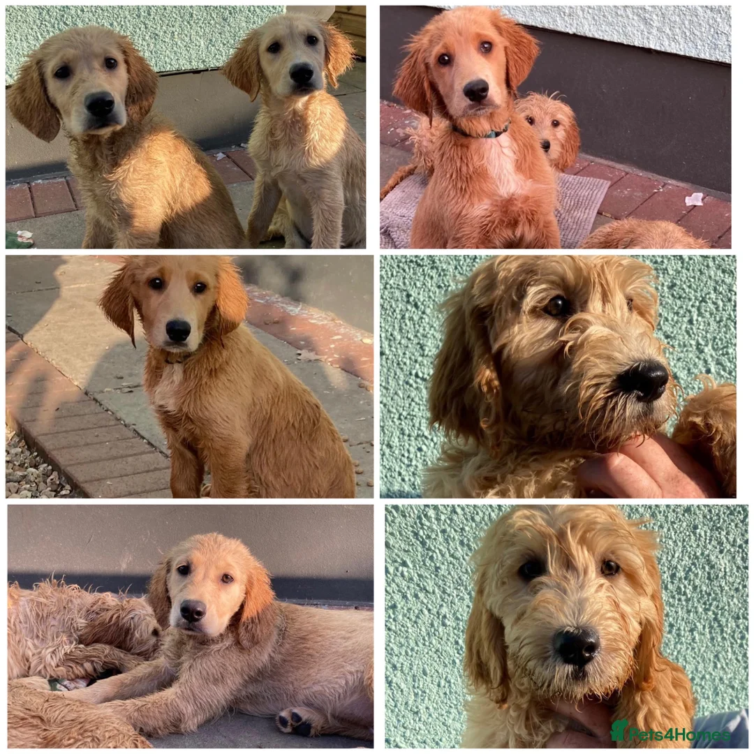 Goldendoodle dogs for sale: Ready- Fully Vaccinated Goldendoodle puppy’s  - Advert 1