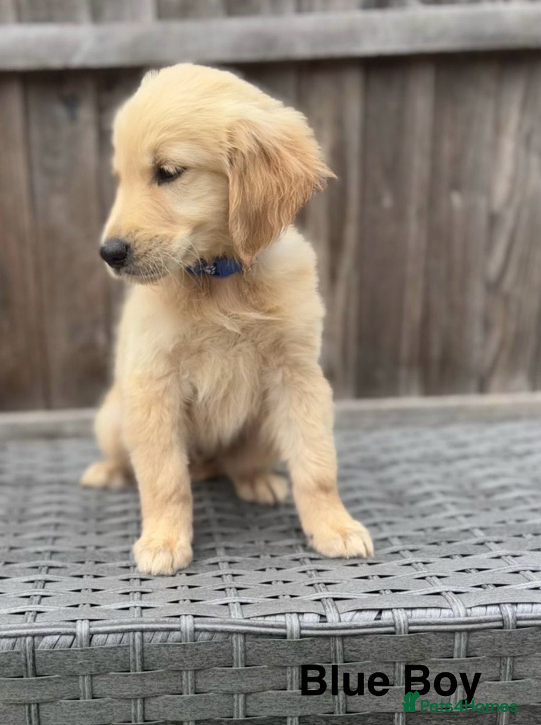 Golden Retriever dogs for sale: Beautiful Golden Retriever Puppies - Image 8