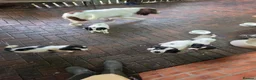 English Springer Spaniel dogs for sale: English spniel pups  in Larbert - Advert 3