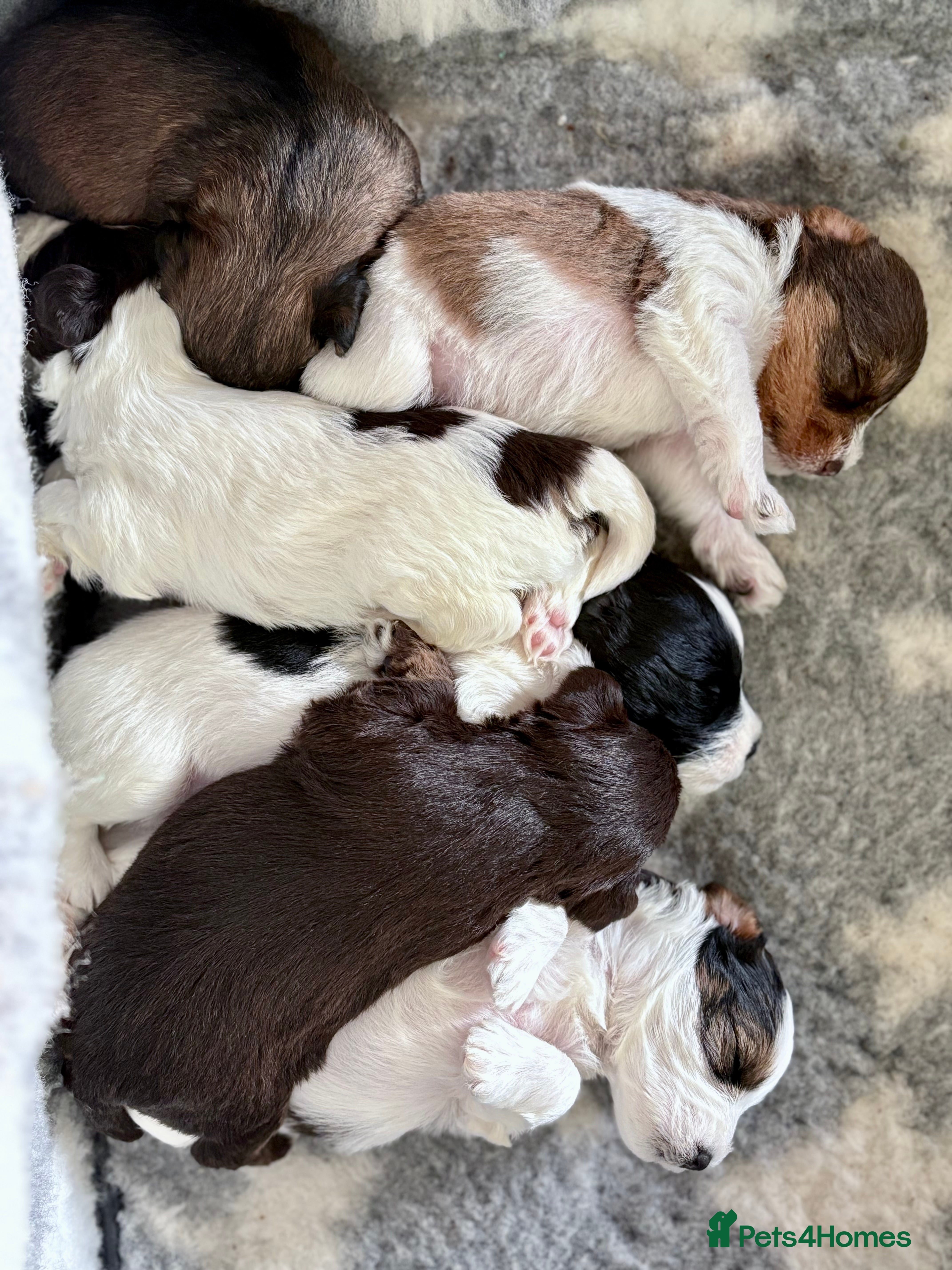 Miniature Schnauzer dogs Black & White, Chocolate Parti Mini Schnauzers - Advert 4
