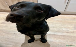 Labrador Retriever dogs for stud: Pedigree Labrador stud - Image 4