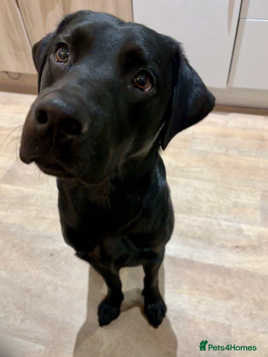 Labrador Retriever dogs for stud: Pedigree Labrador stud - Image 4