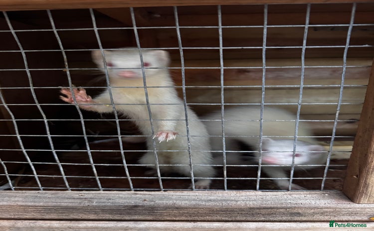 Ferret rodents - Advert 1