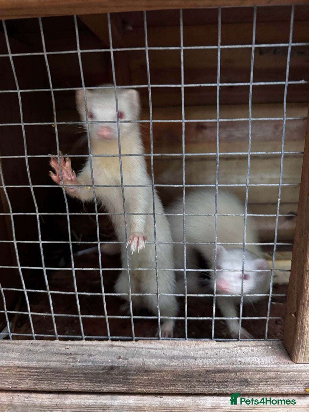 Ferret rodents for sale: 3 working jills all white  - Image 1