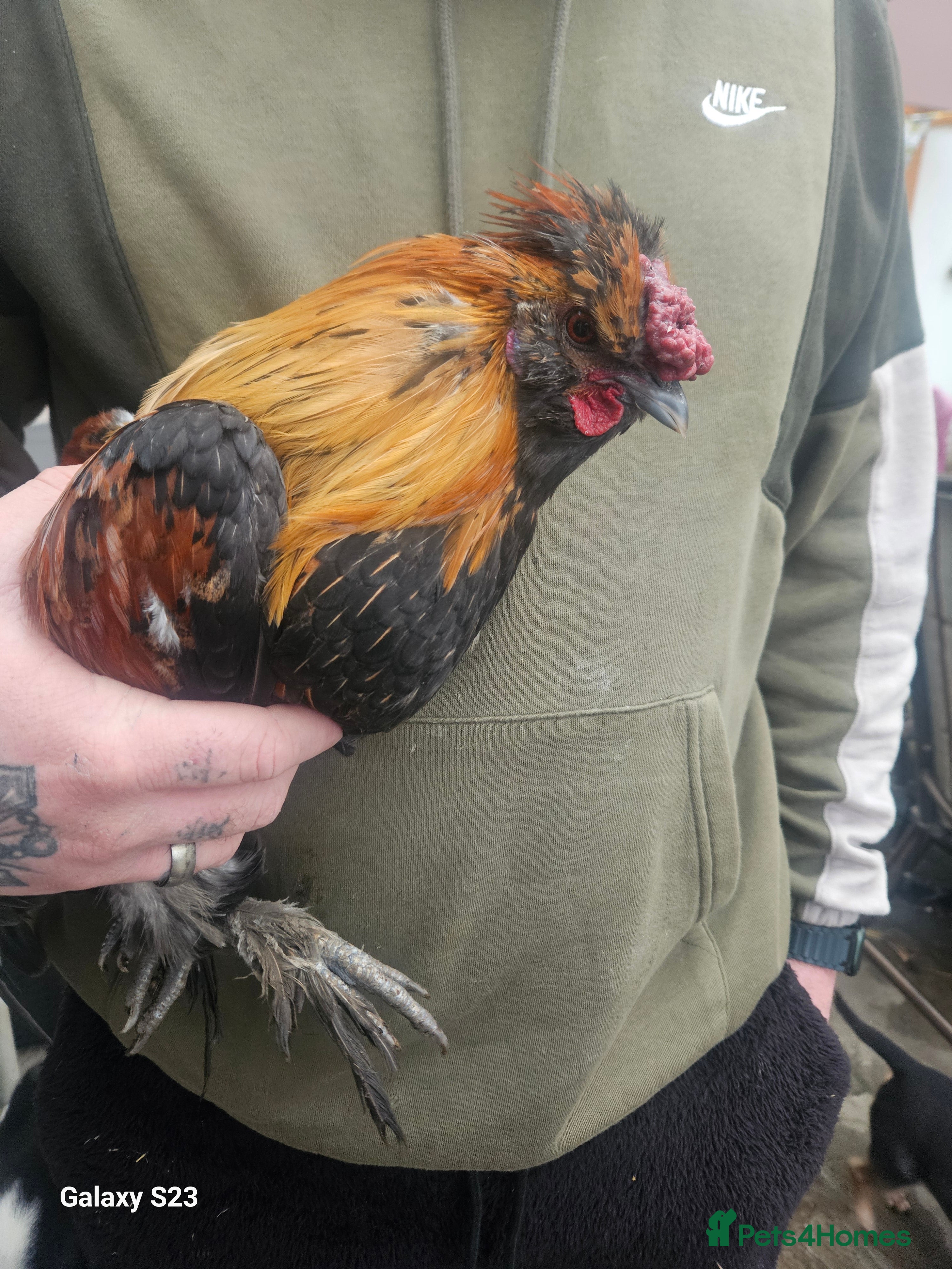 Chickens poultry Beautiful coloured cockerel - Advert 2