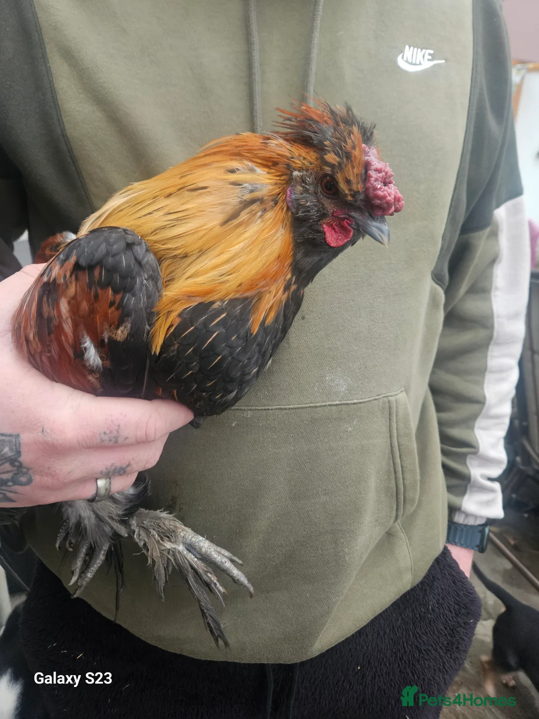 Chickens poultry for sale: Beautiful coloured cockerel - Advert 1