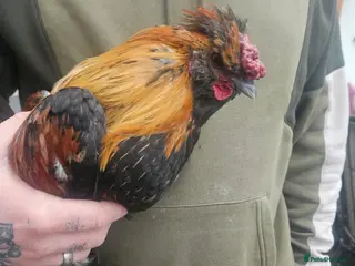 Chickens poultry Beautiful coloured cockerel - Advert 1