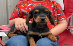 Mixed Breed dogs for sale: Dorkie puppies - Image 4