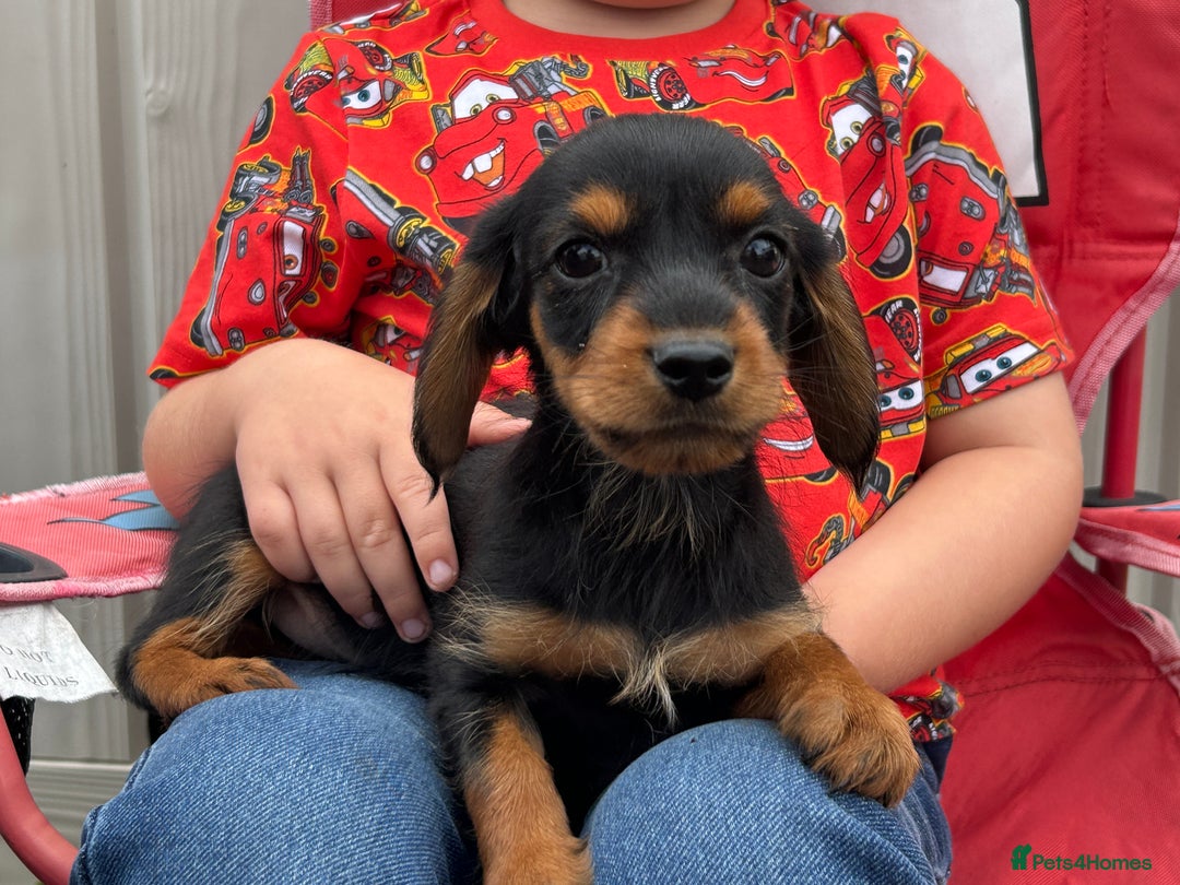 Mixed Breed dogs for sale: Dorkie puppies - Image 4