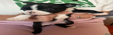 Boston Terrier 3