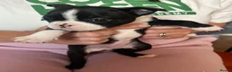 Boston Terrier dogs for sale: Boston Terriers - Advert 3