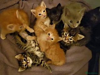 Mixed Breed cats Elven Bengal Mixes - Advert 6