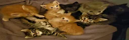 Mixed Breed cats for sale: Elven Bengal Mixes - Advert 1