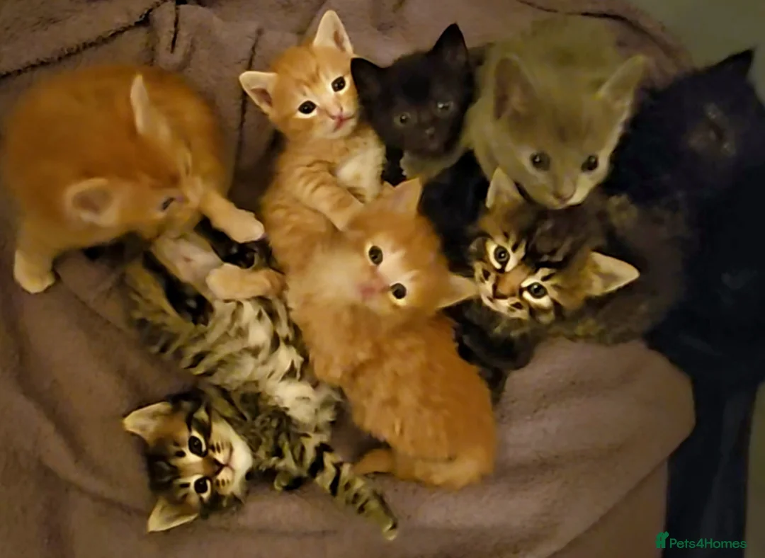 Mixed Breed cats for sale: Elven Bengal Mixes - Advert 1