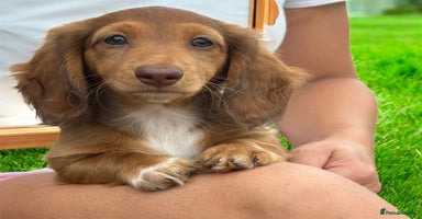 Miniature Dachshund dogs - Advert 16
