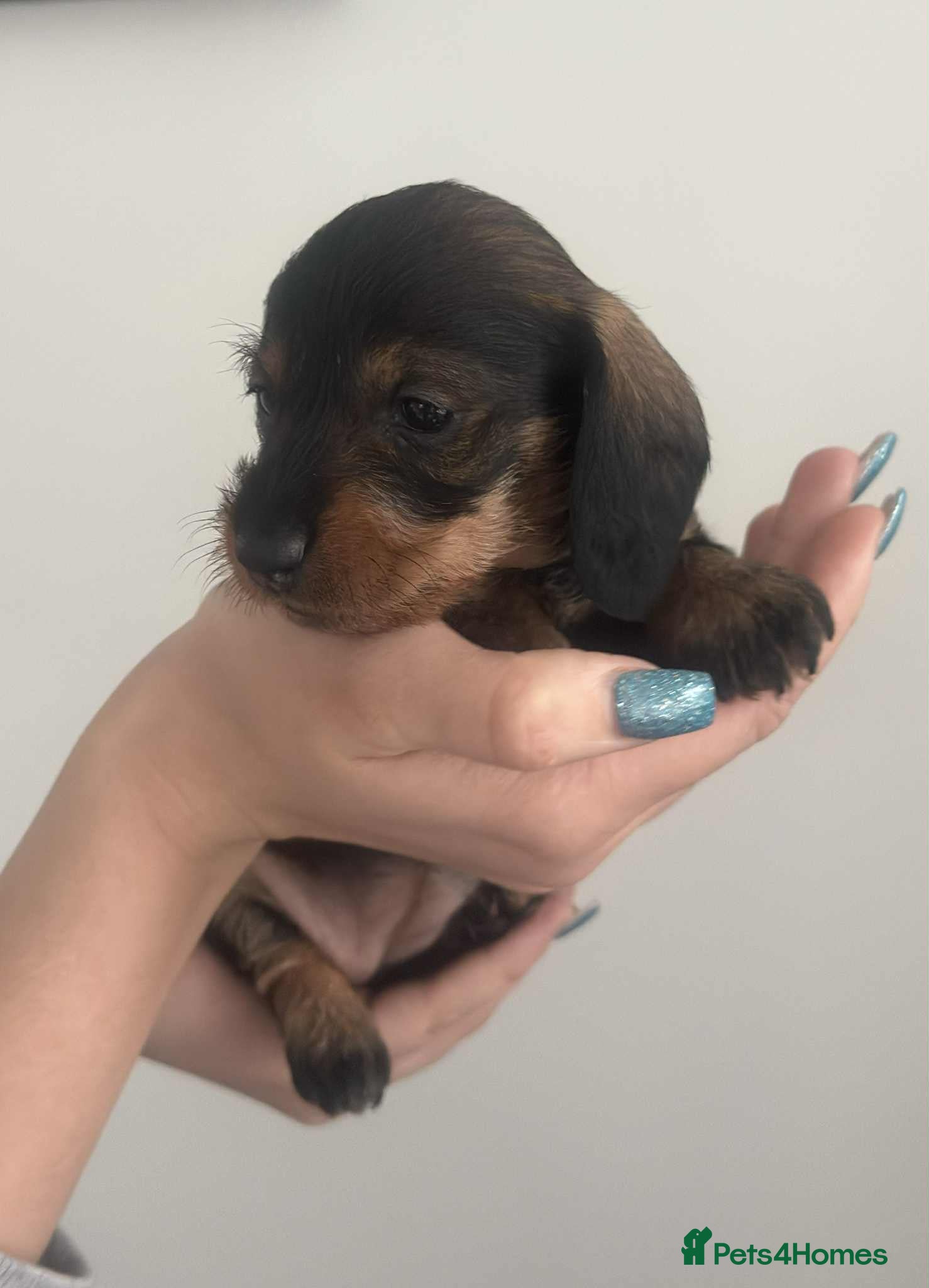 Miniature Dachshund dogs Wire haired puppies! Boys and girls - Advert 1