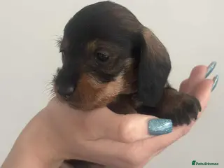 Miniature Dachshund dogs Wire haired puppies! Boys and girls - Advert 1