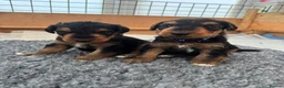 Airedale Terrier dogs for sale: Airedale pups  - Advert 5