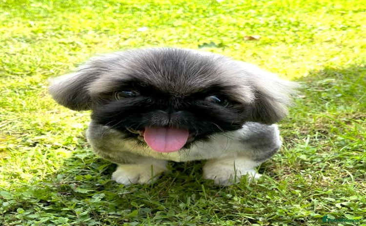 Pekingese dogs - Advert 1