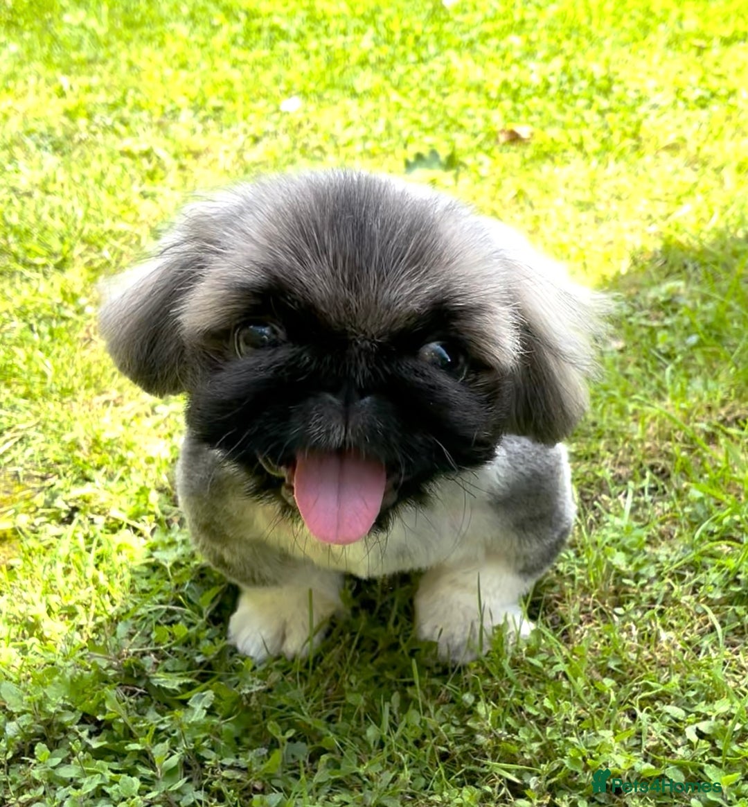 Pekingese dogs for sale: 🩵 KC reg Pekingese Puppy 🩵 - Image 1