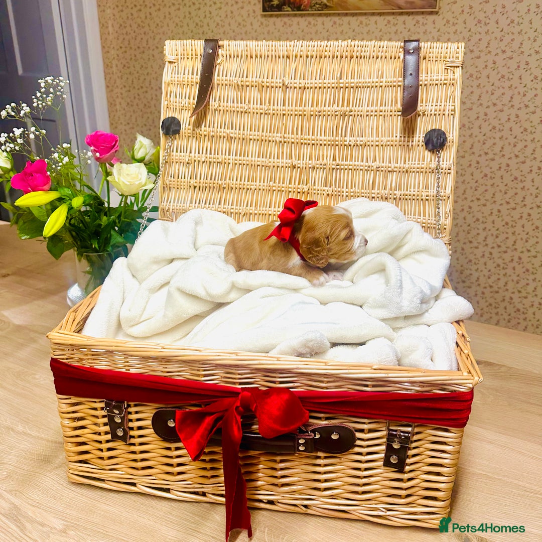 Cocker Spaniel dogs for sale: ❤️ Beautiful cocker spaniel puppies for sale ❤️ - Image 2