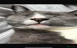 Domestic Shorthair cats for sale: Affectionate Cat Seeks Outdoor Home - Image 3