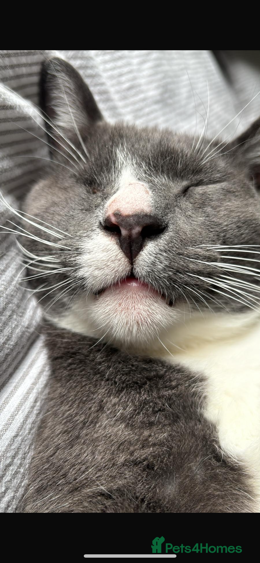 Domestic Shorthair cats for sale: Affectionate Cat Seeks Outdoor Home - Image 3