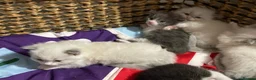 Ragdoll cats for sale: Child Friendly Ragdoll and Ragdoll Cross Kittens  - Advert 5