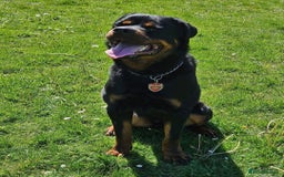 Rottweiler dogs for sale: Rottweiler Male 1 Yr 5 Month Old - Image 1