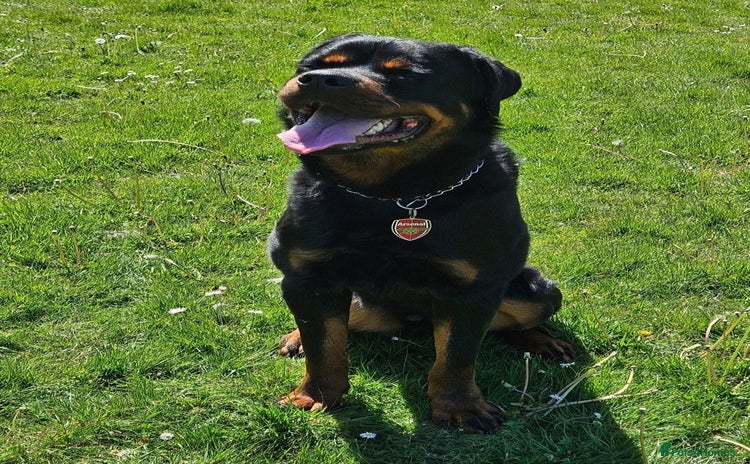 Rottweiler dogs - Advert 1