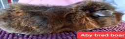 Guinea Pig rodents for sale: Rex sows/boars, Aby, cali guinea pigs. - Advert 16