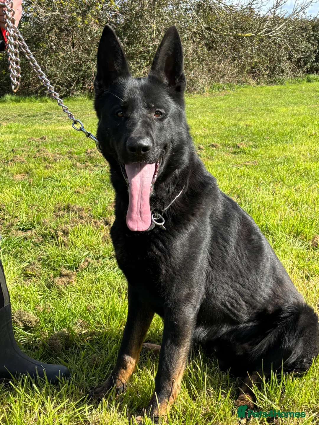 German Shepherd dogs Quality  male German Shepherd - Advert 8