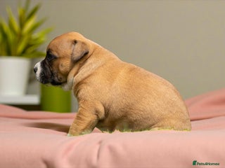 Staffordshire Bull Terrier dogs - Advert 12