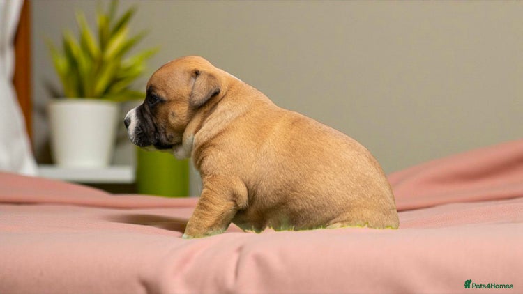 Staffordshire Bull Terrier dogs - Advert 1