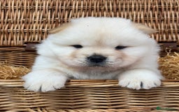 Chow Chow dogs for sale: 4 FEMALES POLAR WHITE CHOW CHOW  - Image 8