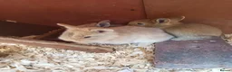 Mixed Breed rabbits for sale: Baby rabbits  - Advert 3