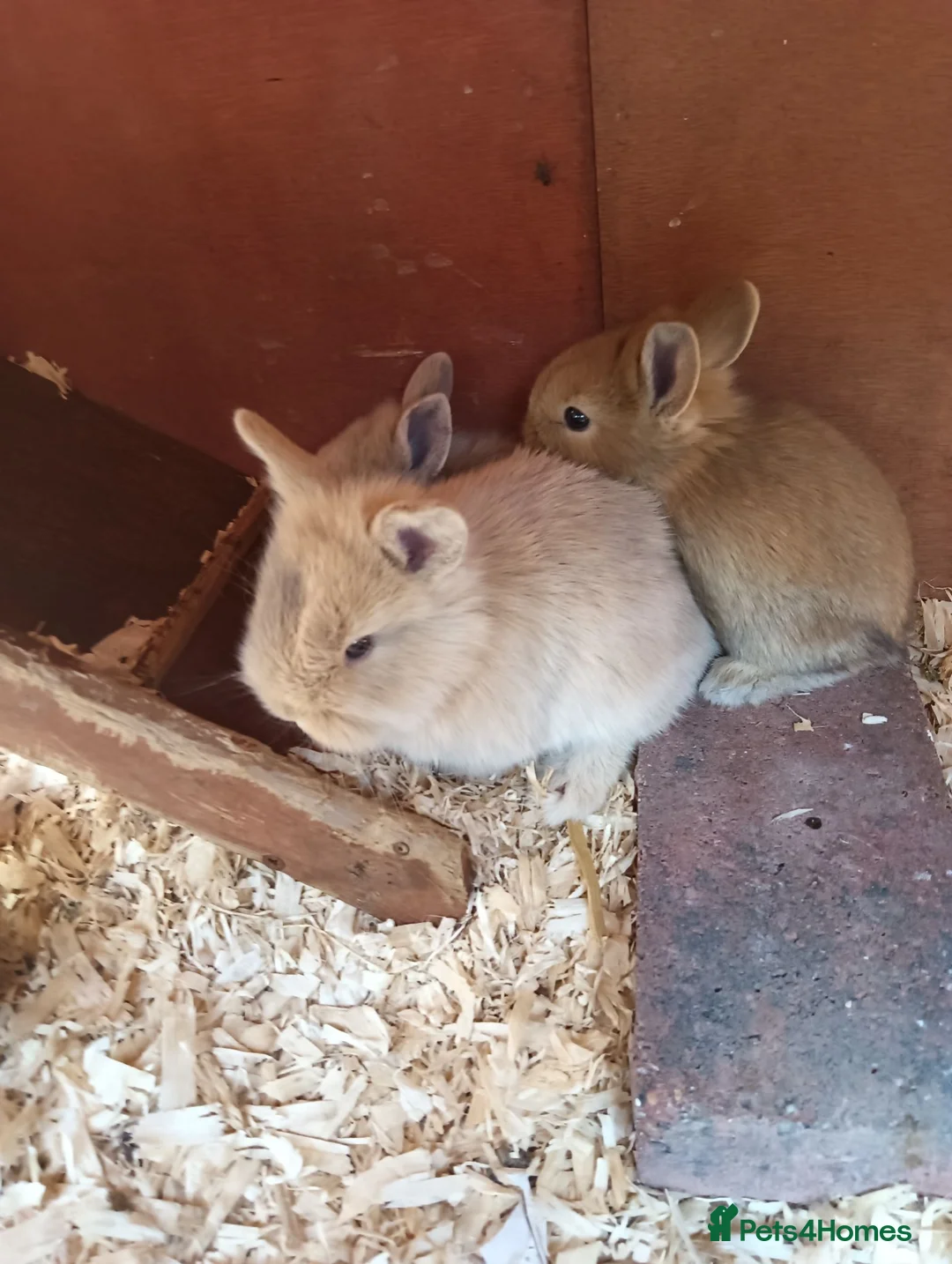 Mixed Breed rabbits for sale: Baby rabbits  - Advert 3