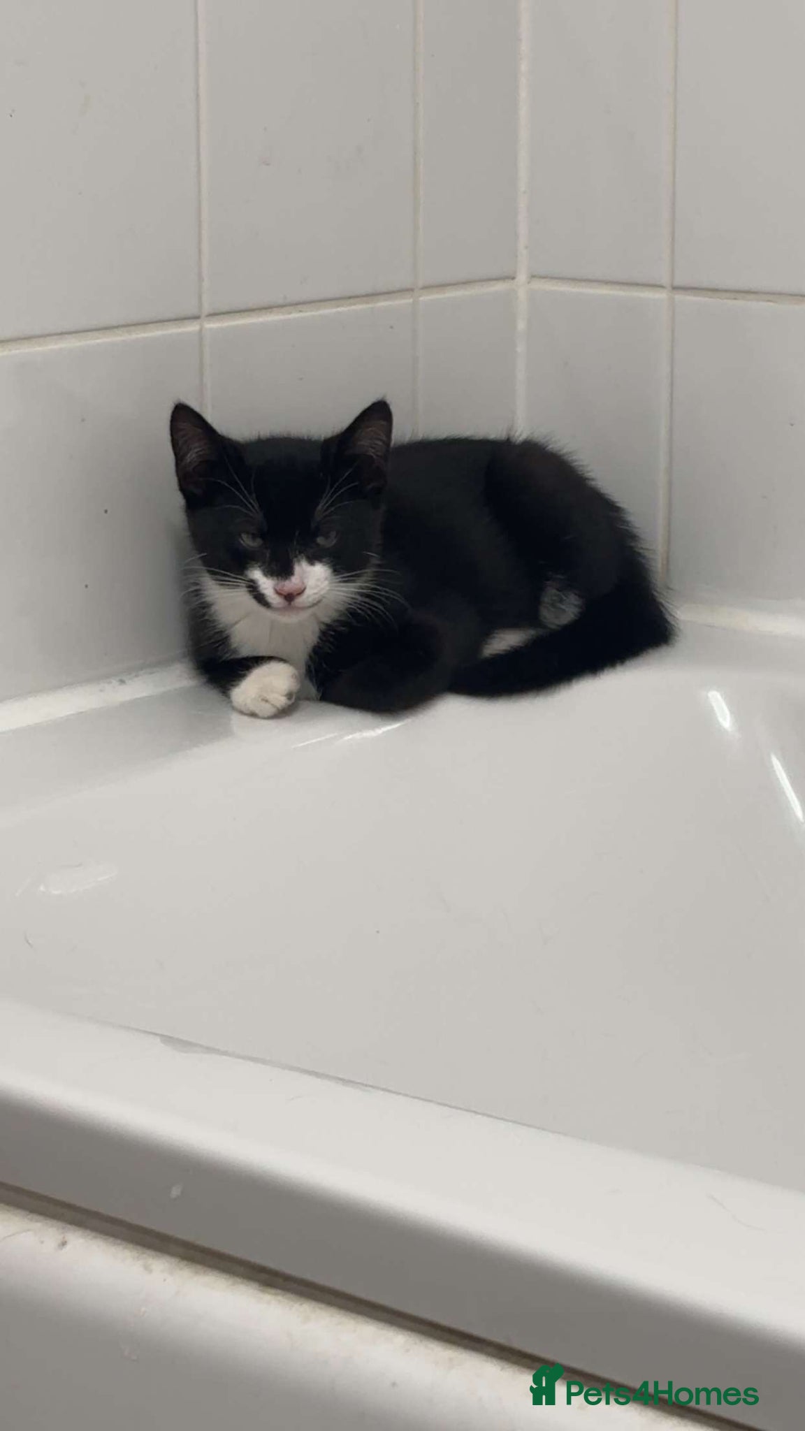 Mixed Breed cats Black and white Bombay mix  - Advert 5