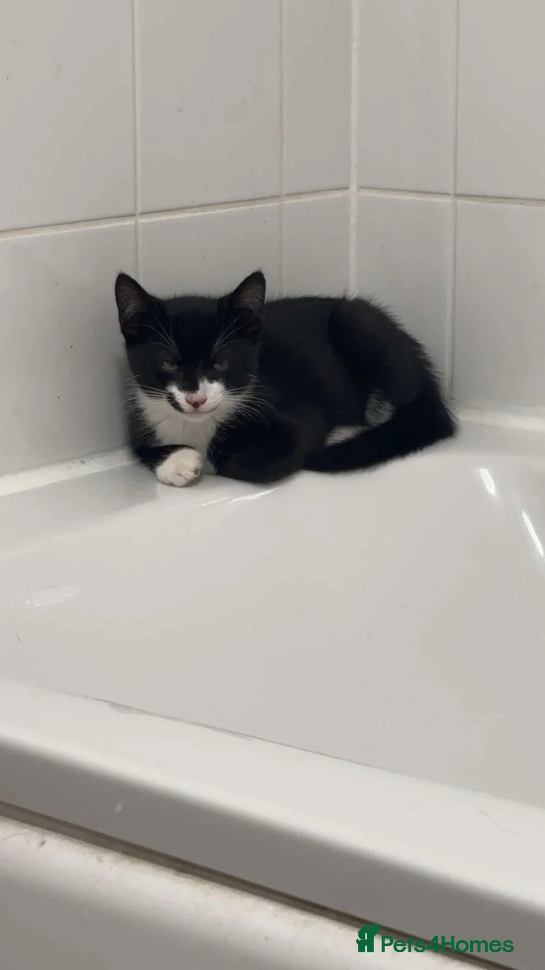 Mixed Breed cats for sale: Black and white Bombay mix  - Advert 1