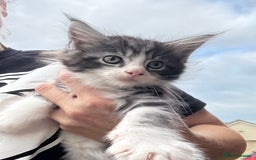 Maine Coon cats for sale: Stunning Maine Coon kittens ready now - Image 6