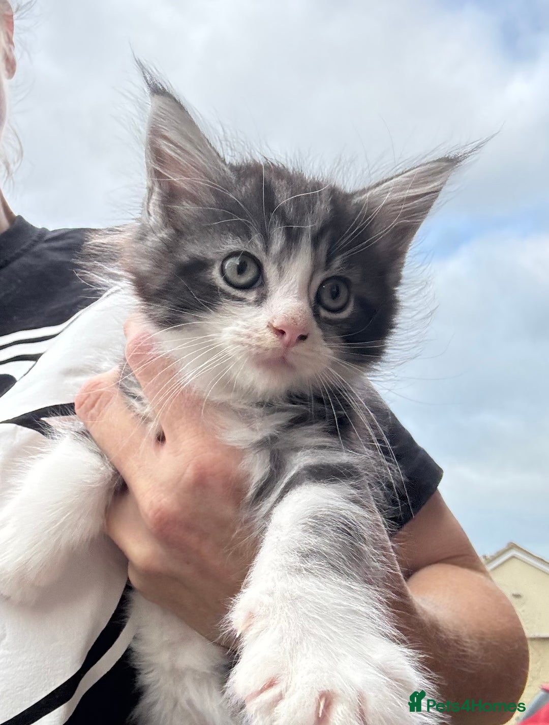 Maine Coon cats for sale: Stunning Maine Coon kittens ready now - Image 6