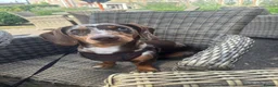 Miniature Dachshund dogs for stud: Dapple Miniature Dachshund for Stud - Advert 9