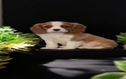 Cavalier King Charles Spaniel dogs for sale: Ready now Kennel club dna  clear cavalier puppies  - Image 8